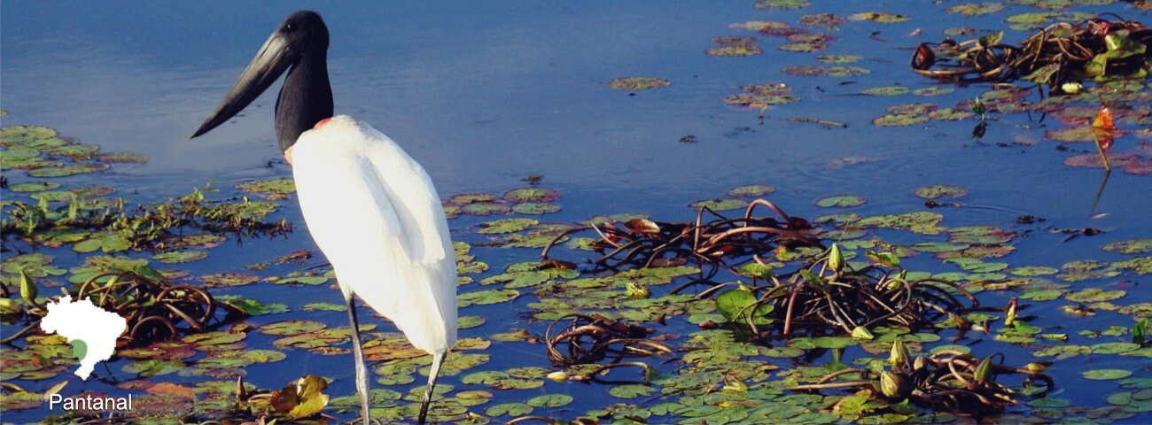 Banner 4